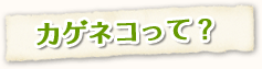 カゲネコって?